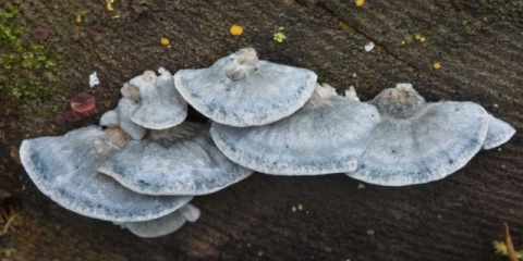 Postia plavkasto-siva: da li je moguće jesti, fotografija